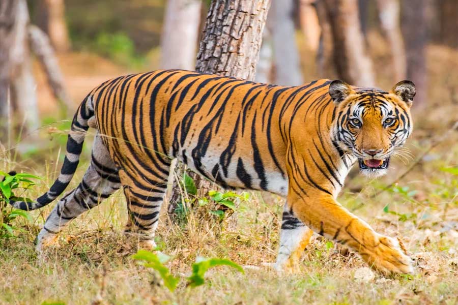Junglemahal can become an ideal places for tigers and humans to co-exist, say experts dgtld