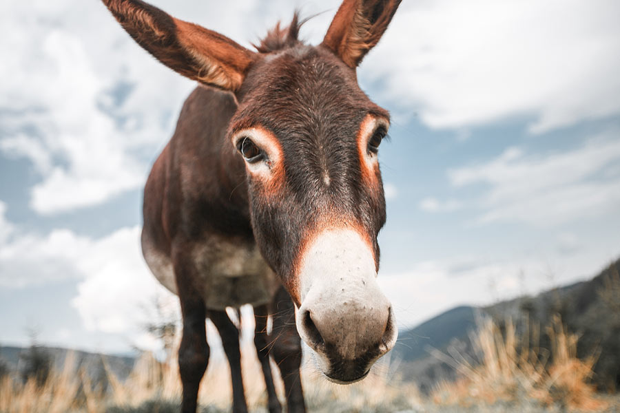 Pakistan’s Donkey Slaughterhouse