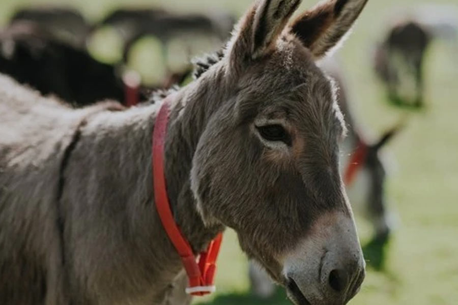 Pakistan’s Donkey Slaughterhouse