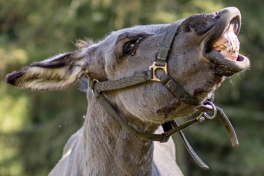 Pakistan’s Donkey Slaughterhouse