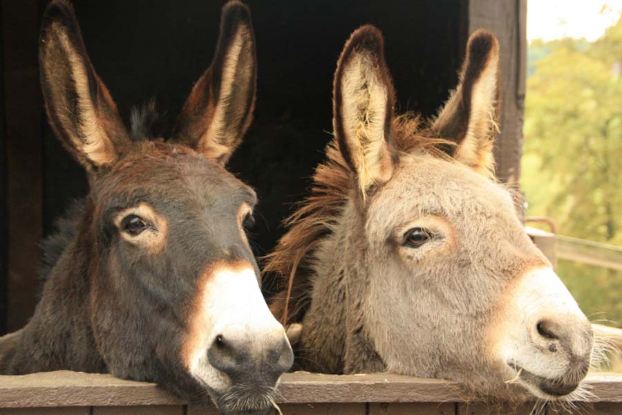 Pakistan’s Donkey Slaughterhouse