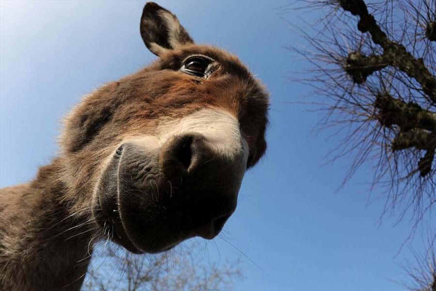 Pakistan’s Donkey Slaughterhouse