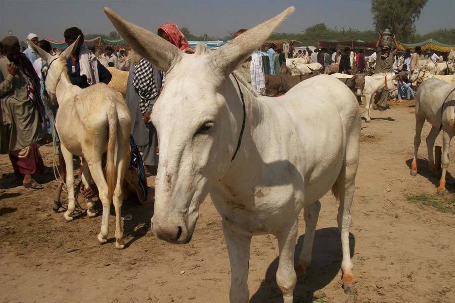 Pakistan’s Donkey Slaughterhouse
