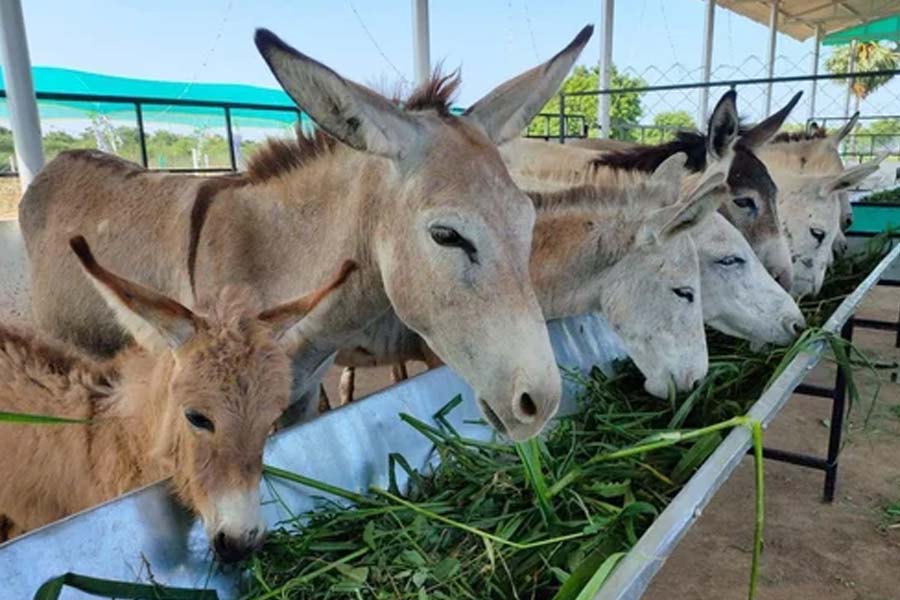 Pakistan’s Donkey Slaughterhouse