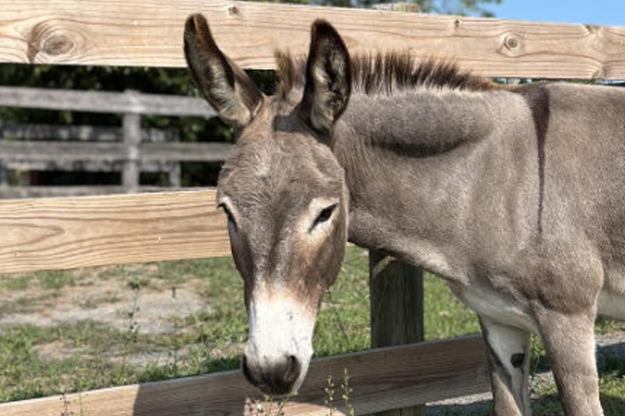 Pakistan’s Donkey Slaughterhouse