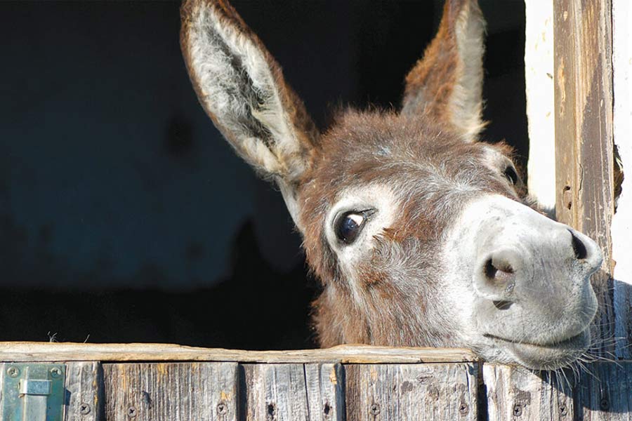 Pakistan’s Donkey Slaughterhouse