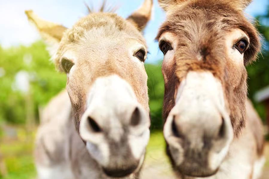 Pakistan’s Donkey Slaughterhouse