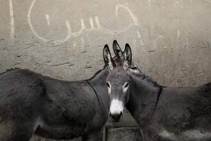 Pakistan’s Donkey Slaughterhouse