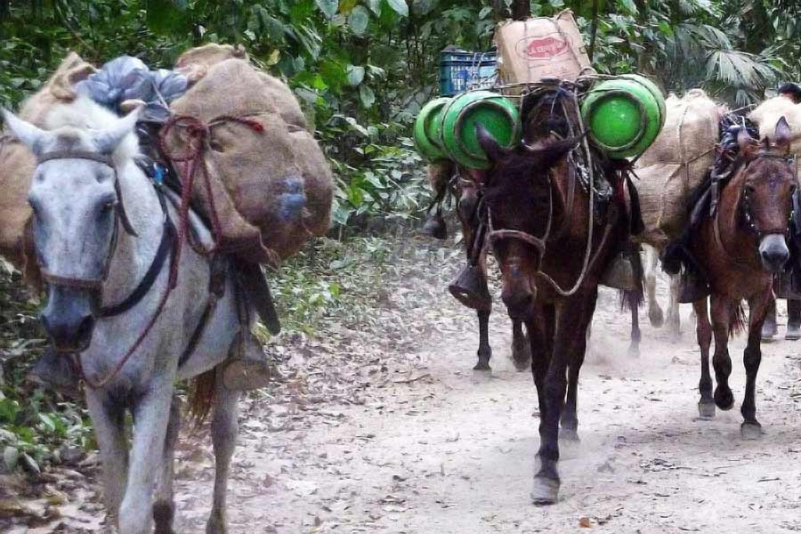 Pakistan’s Donkey Slaughterhouse