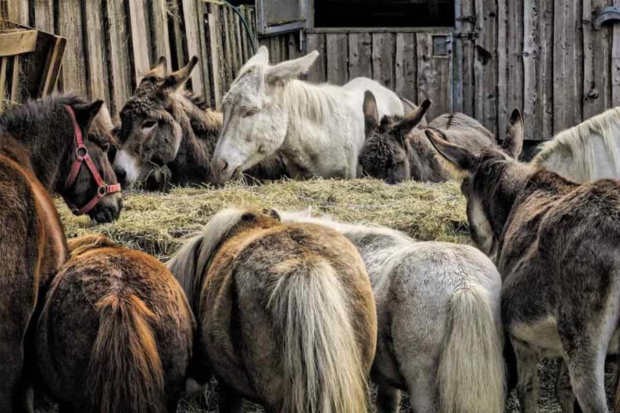 Pakistan’s Donkey Slaughterhouse