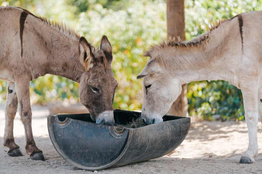 Pakistan’s Donkey Slaughterhouse