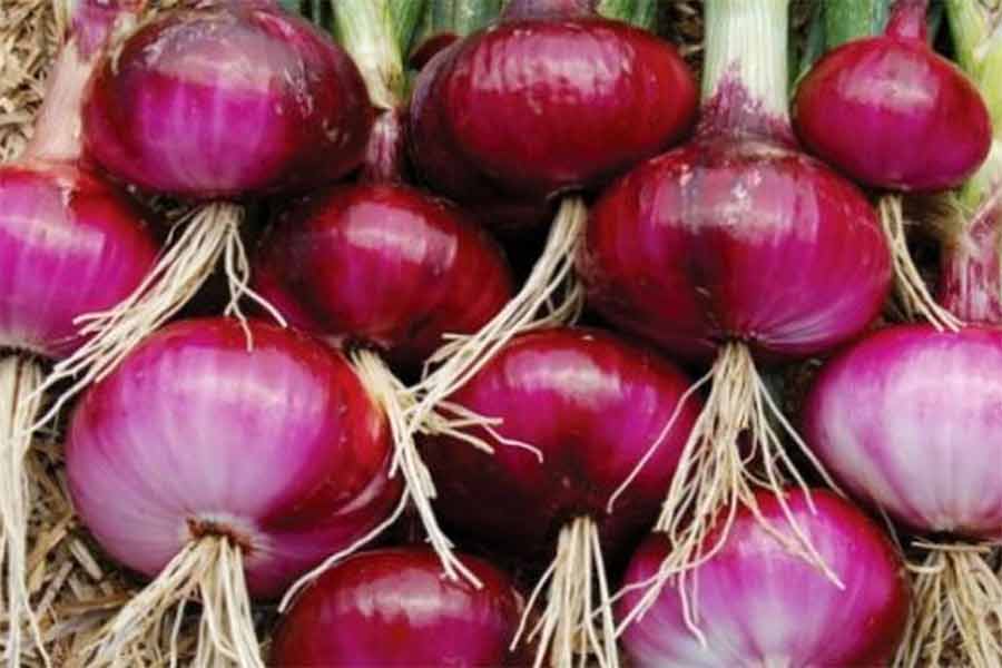 Onion farmers was profitable after harvesting 'Sukhsagar' a special kind of Onions at Kalna this year