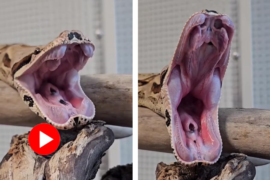 Video of a snake yawning goes viral dgtl