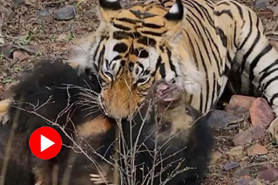 tiger hunting a sloth bear in Ranthambhore