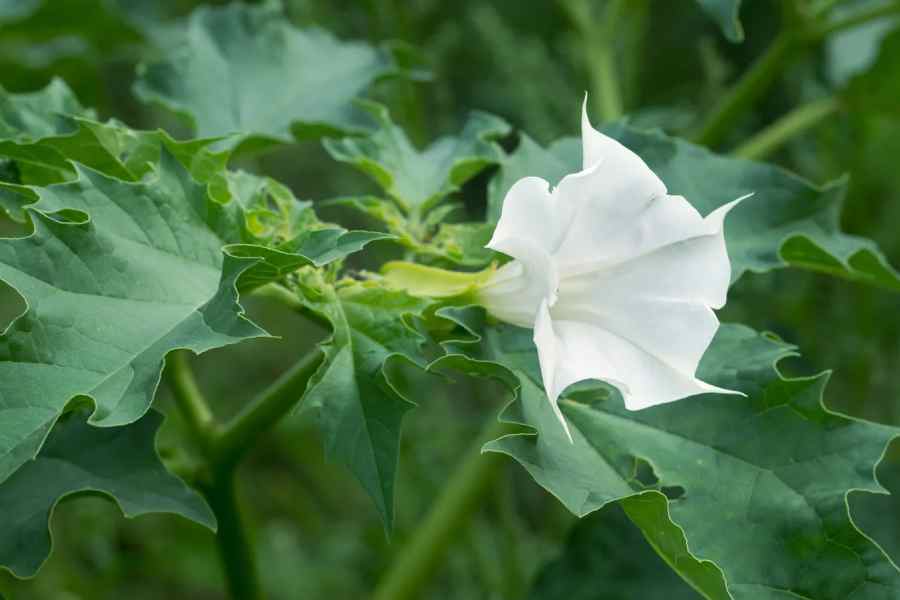 What are the benefits of Datura plant for hair growth