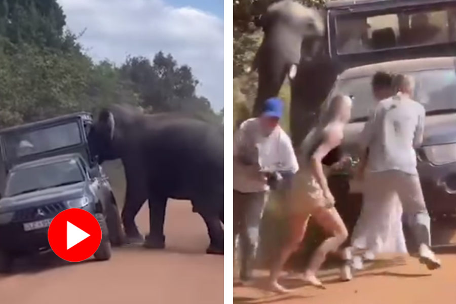 Elephant attacks on safari vehicle in Yala national park, Sri Lanka dgtl
