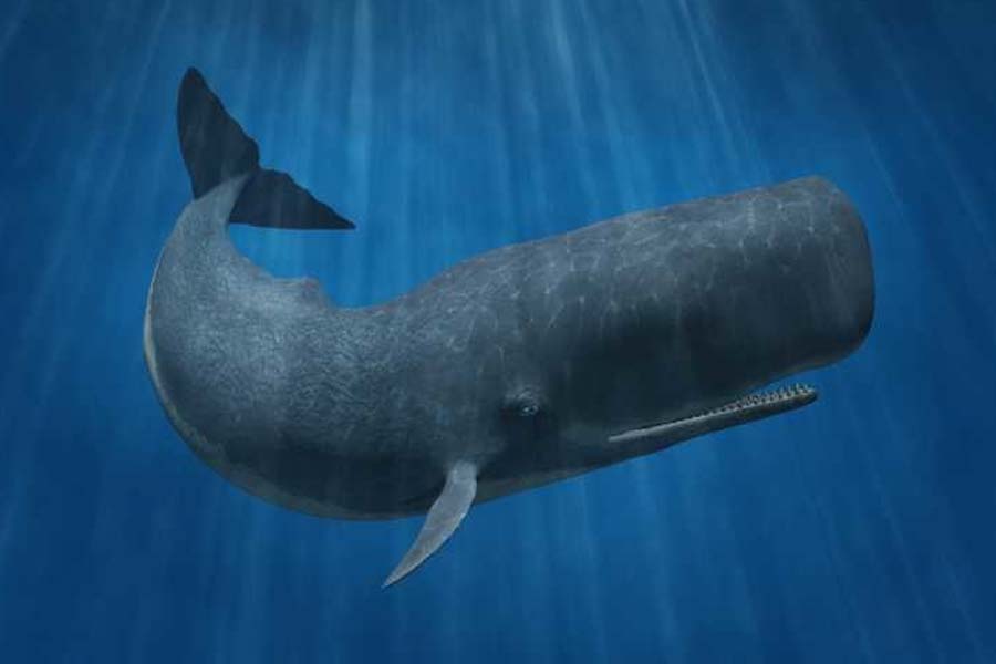 sperm whale