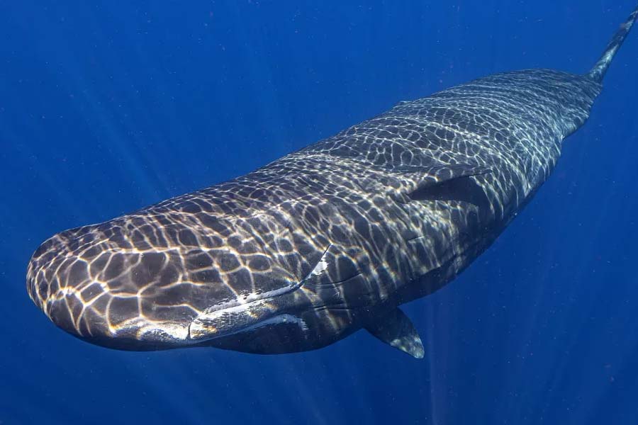 sperm whale
