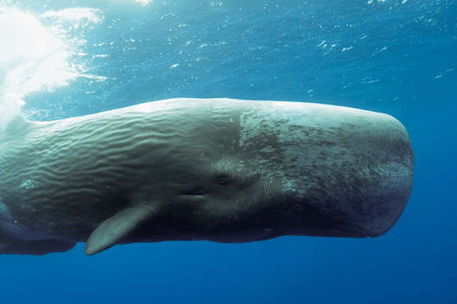 sperm whale