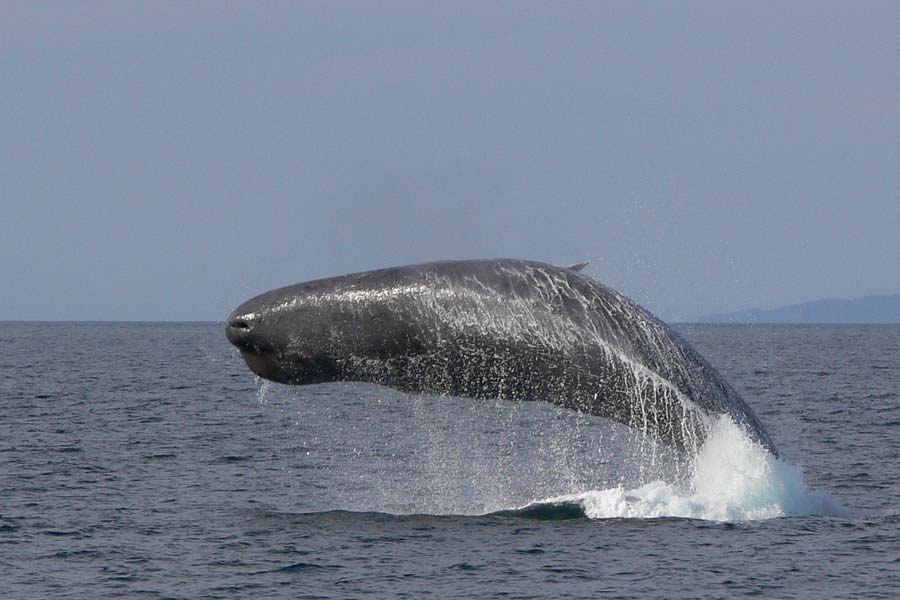 sperm whale