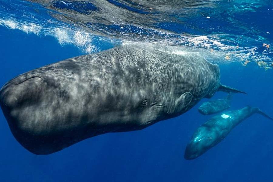 sperm whale