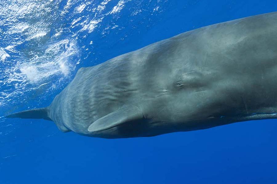 sperm whale