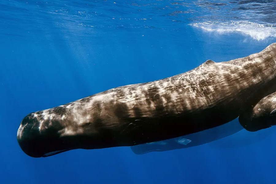 sperm whale