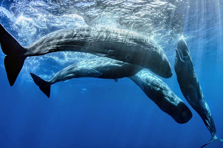 sperm whale