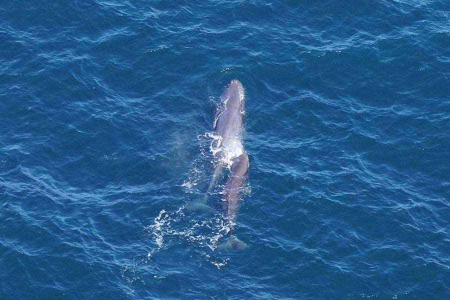 sperm whale