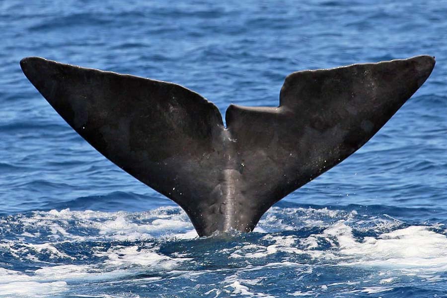 sperm whale