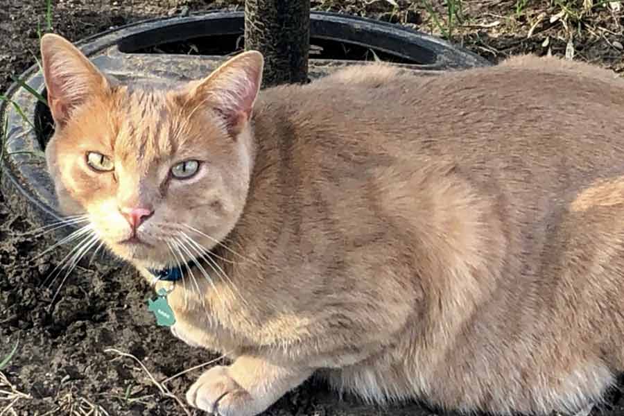 Several Domestic cats are infected with bird flu virus in Madhya Pradesh dgtl