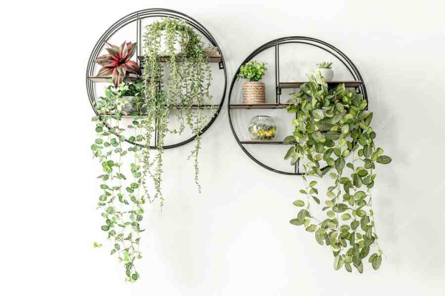 How to decorate home by using plants dgtl