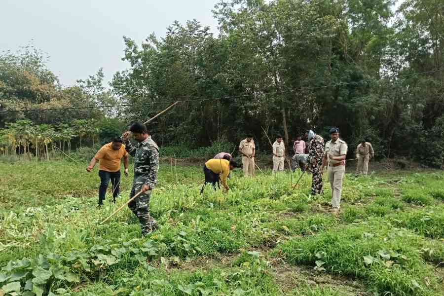 Police destroyed opium trees in Polba Hooghly dgtld
