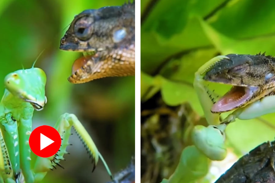 battle between a mantis and two reptiles