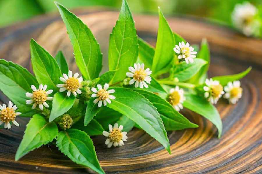 Bhringraj is beneficial for hair, how to apply it dgtl