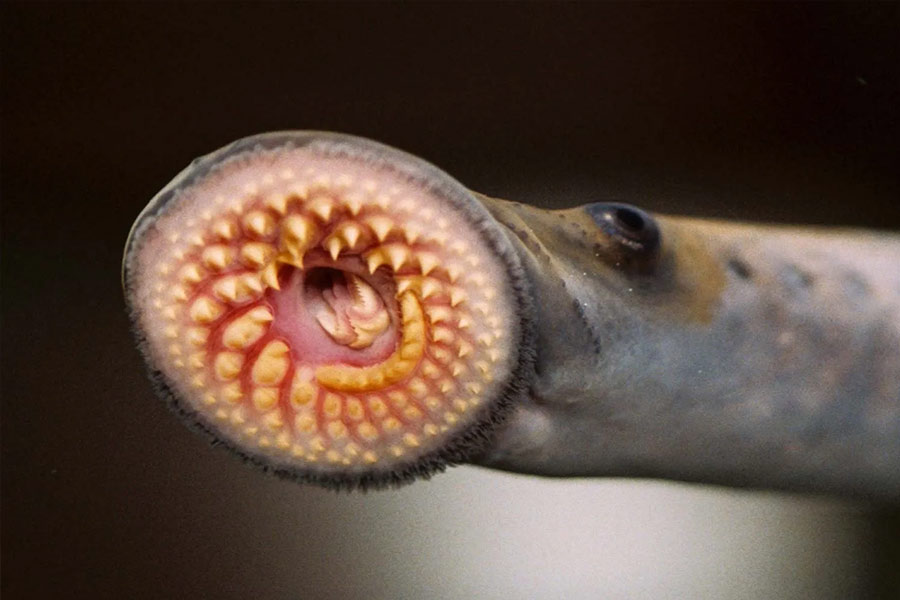 All need to know about Lamprey Fish 