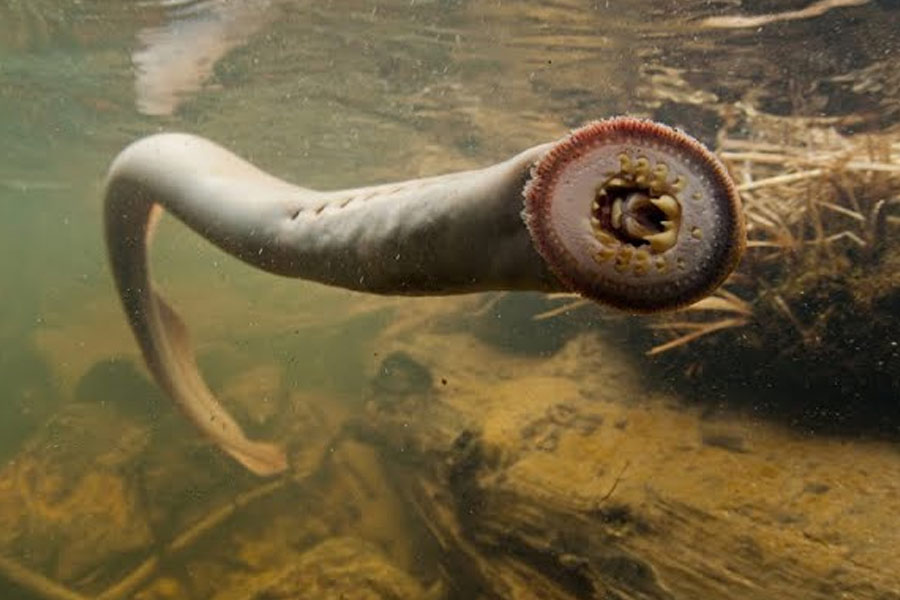 All need to know about Lamprey Fish 