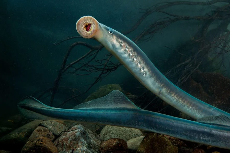 All need to know about Lamprey Fish 