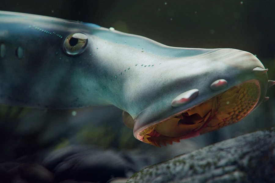 All need to know about Lamprey Fish 