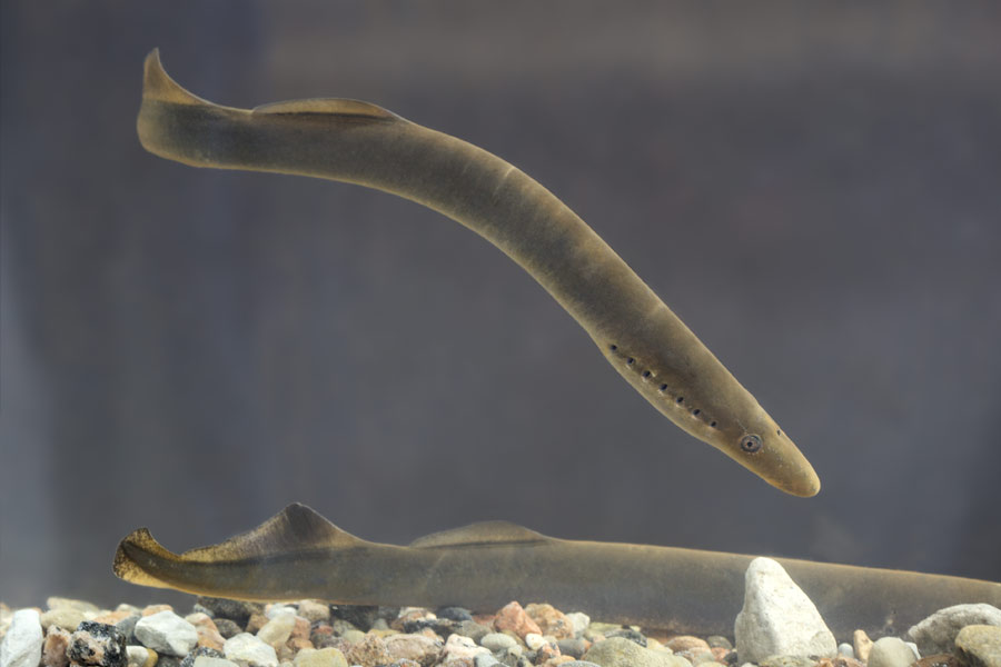 All need to know about Lamprey Fish 