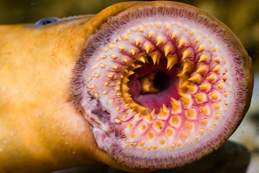 All need to know about Lamprey Fish 
