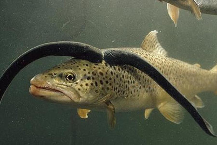 All need to know about Lamprey Fish 