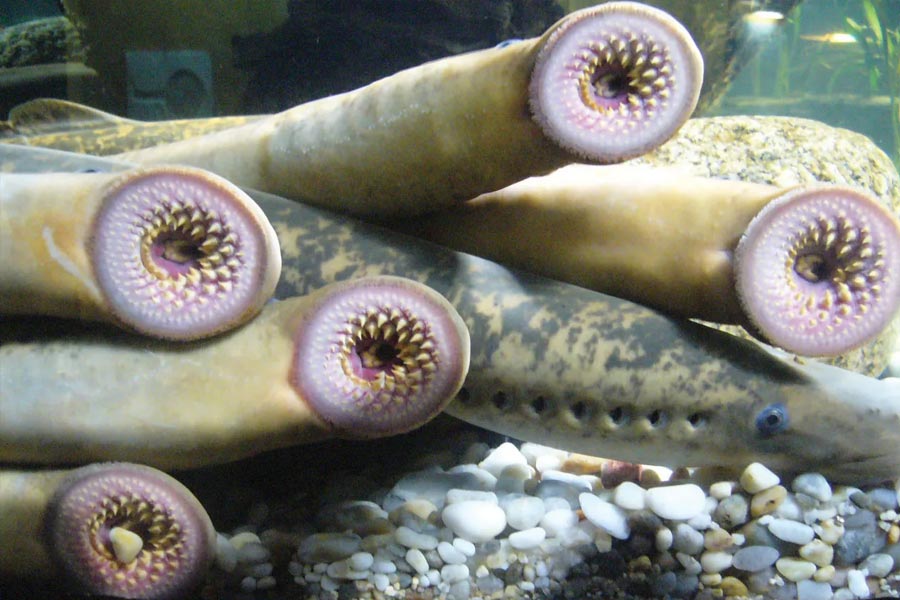 All need to know about Lamprey Fish 