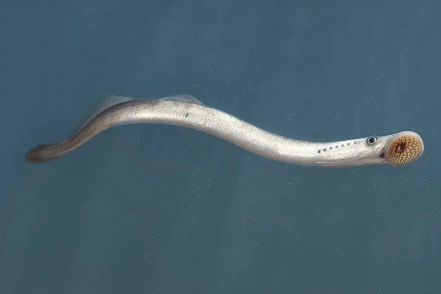 All need to know about Lamprey Fish 