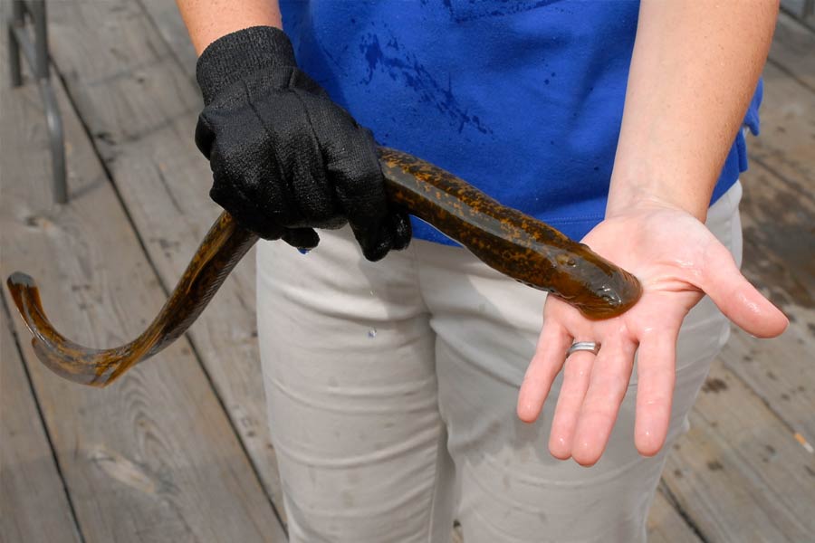 All need to know about Lamprey Fish 