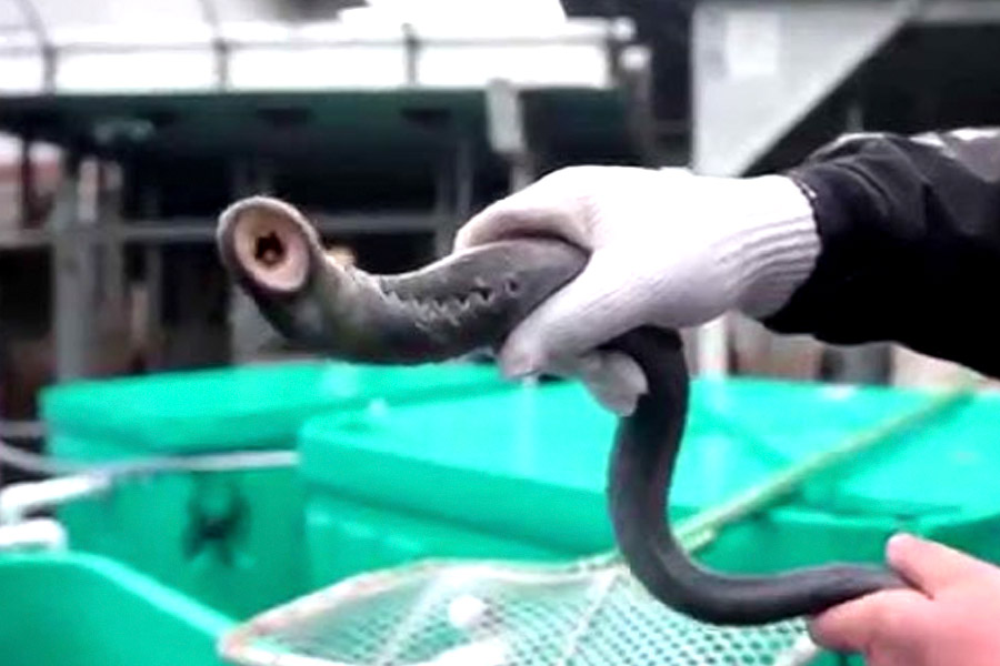 All need to know about Lamprey Fish 