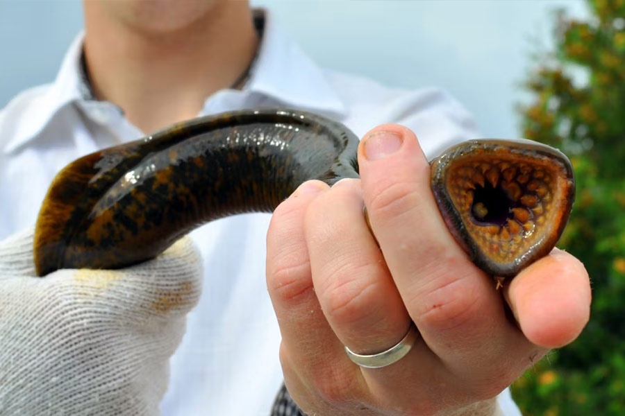 All need to know about Lamprey Fish 