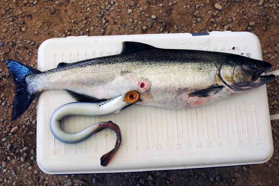 All need to know about Lamprey Fish 