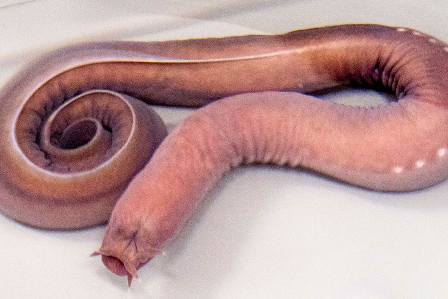 All need to know about Lamprey Fish 