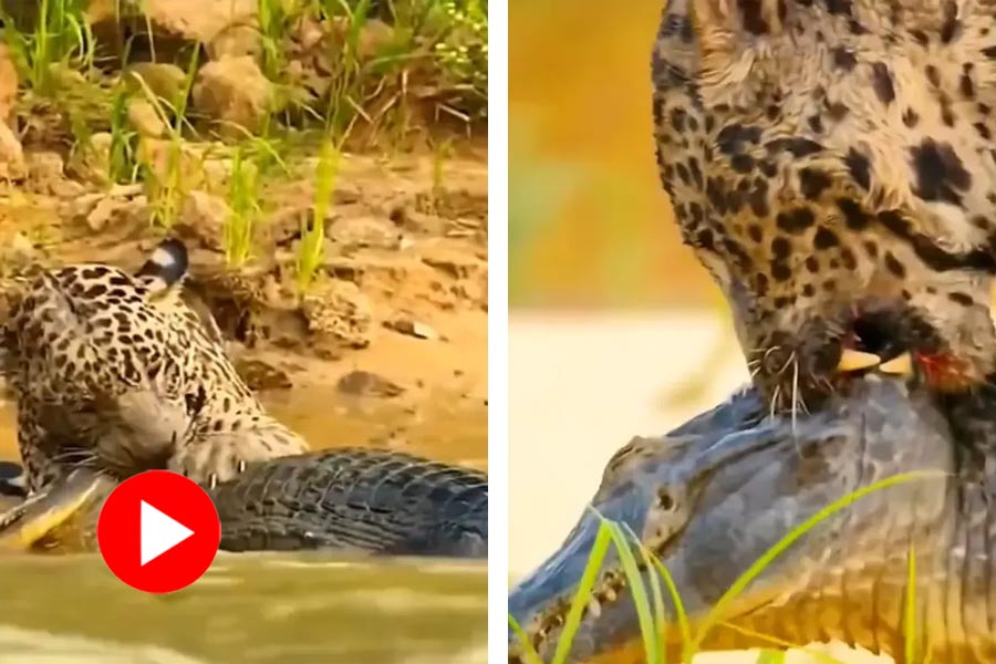 Jaguar attacks Caiman in water, video goes viral